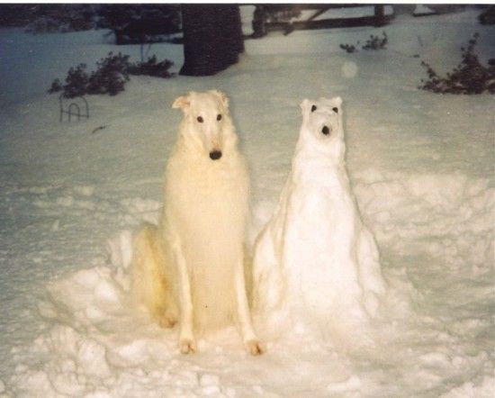 hund