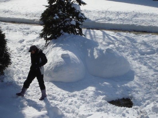 snowtits