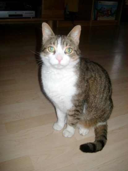Kater0117
