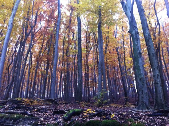 wald 1