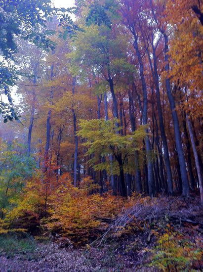 wald 2
