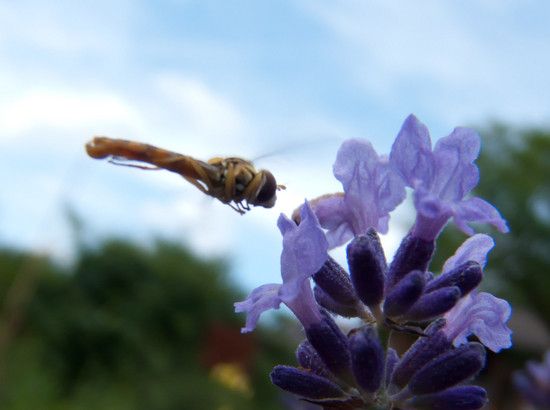 Fliegetier-1