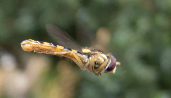 Fliegetier-2