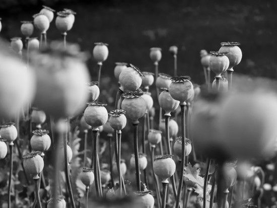 Garten-1