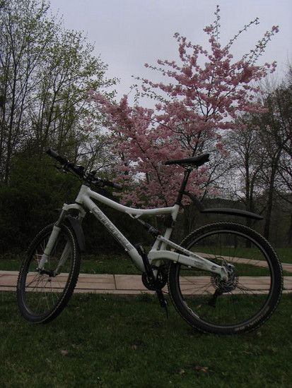 Cannondale Rush
