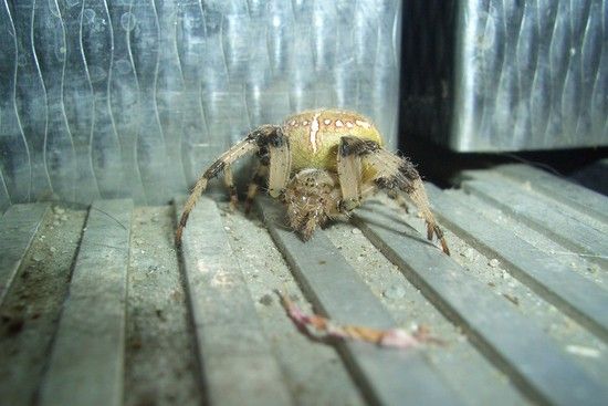makro