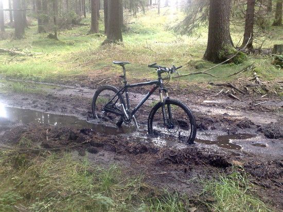 Mein Fahrrad steht im Walde ...