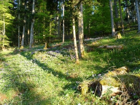 Vogostern2011-03