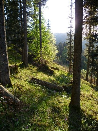 Vogostern2011-05