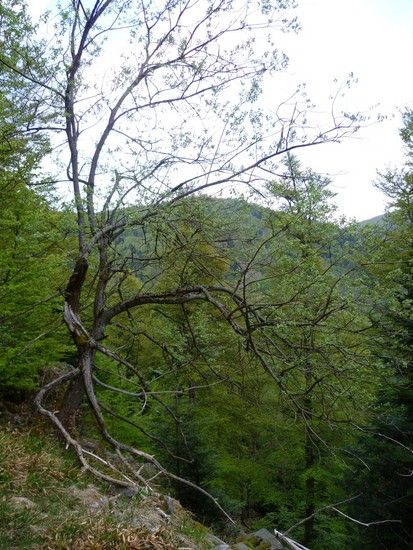 Vogostern2011-35