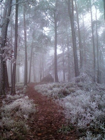 WinterWinds04