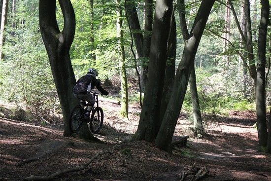 trees