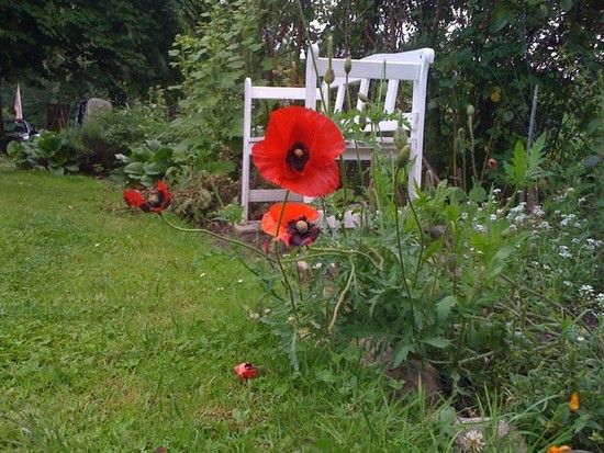 Mohn