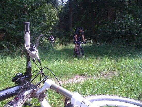 Wald