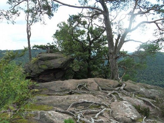 20100831 12581 loewenstein.jpg 800x600