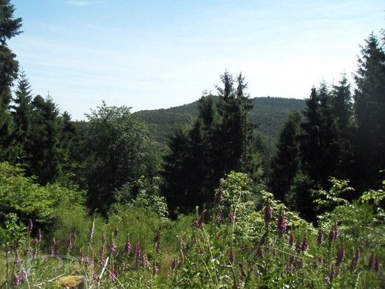 20110529 ctf silz 970.jpg 800x600