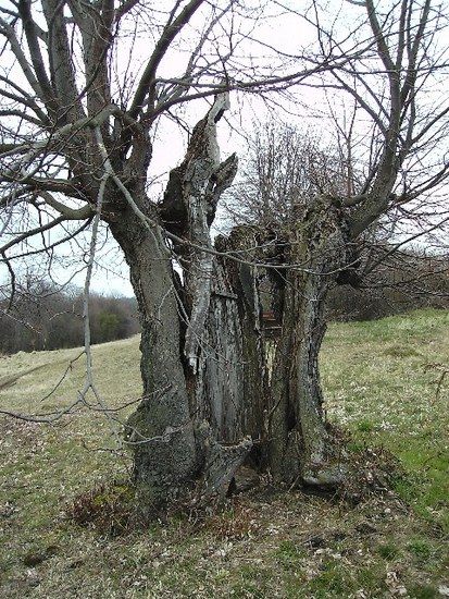 MER-FINNEWANDERWEG 28_03_08