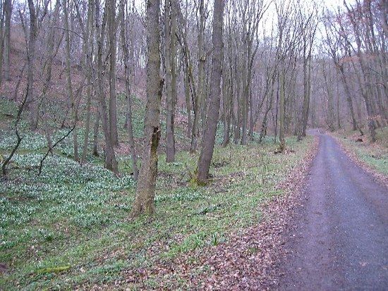 Märzenbechertal 11_03_08