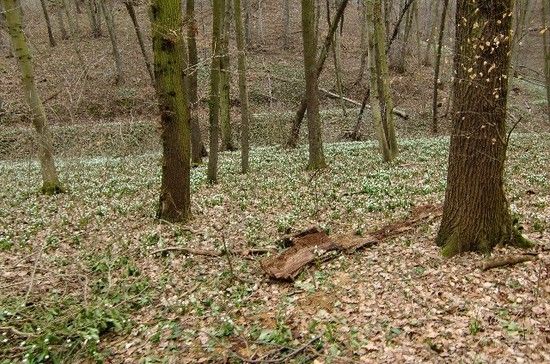 Märzenbechertal