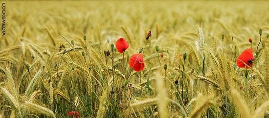Kornfeld2