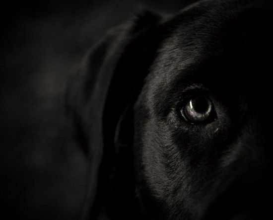 Laika