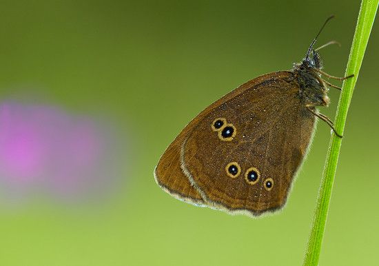 Brauner Waldvogel
