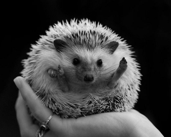 Weißbauchigel