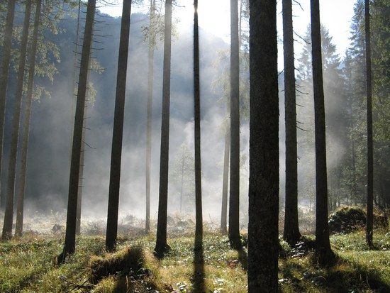 im Wald