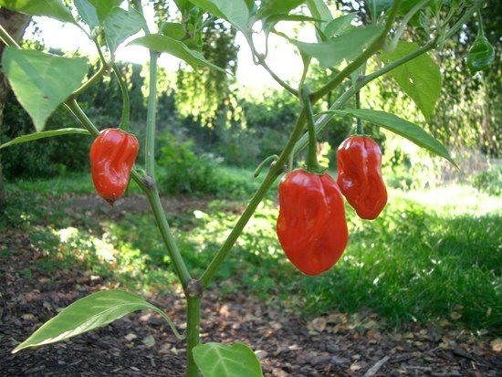 Habanero Red