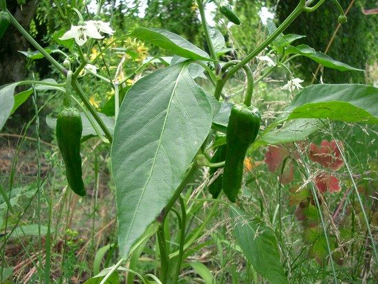 Pimiento de Padron