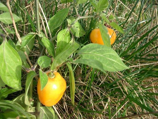 Rocoto Canario