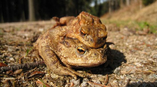Kroeten