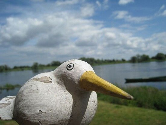 Odervogel