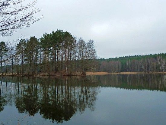 see insel