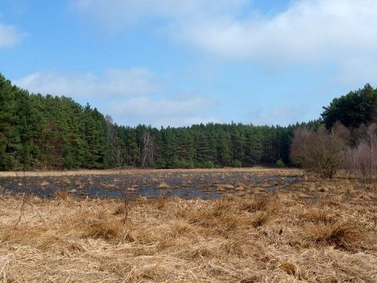 wiese schlaube