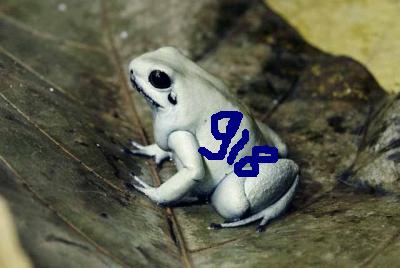 whitefroggy