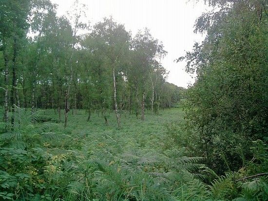 WHUrwald