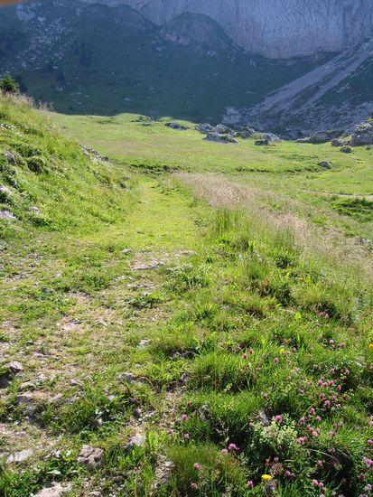 2006-07-18 026 Pilatus Alp Laub