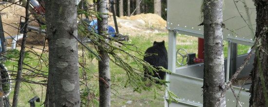 Bär