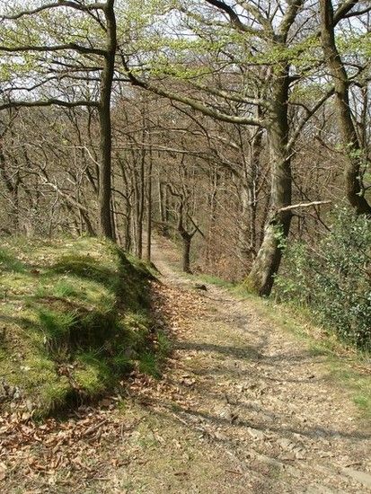 Waldweg