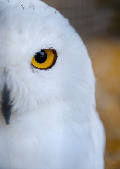 Waldkauz Auge