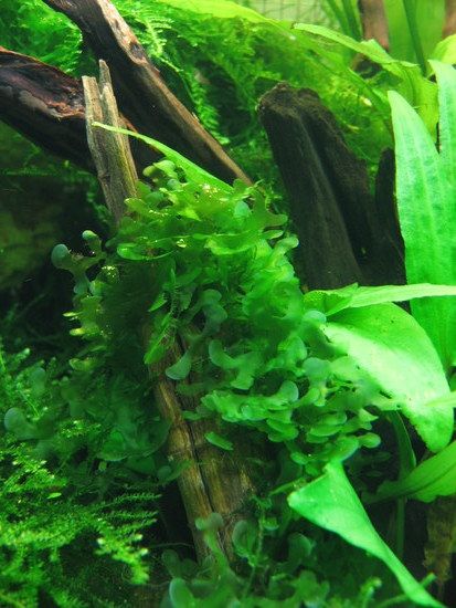 Süßwassertang