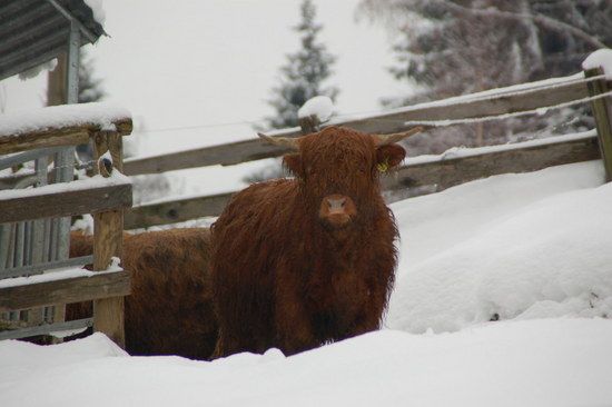 Hochlandrind
