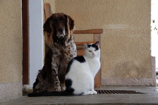 HundundKatz