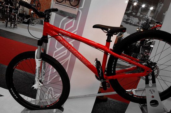 Santa Cruz Jackal