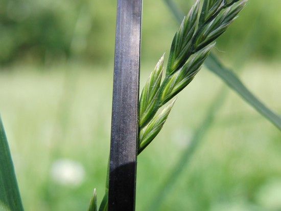 Messerspeiche