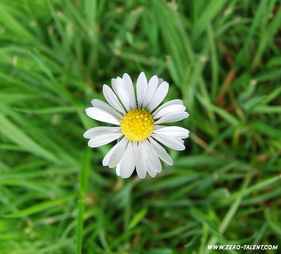 schwules Gänseblümchen