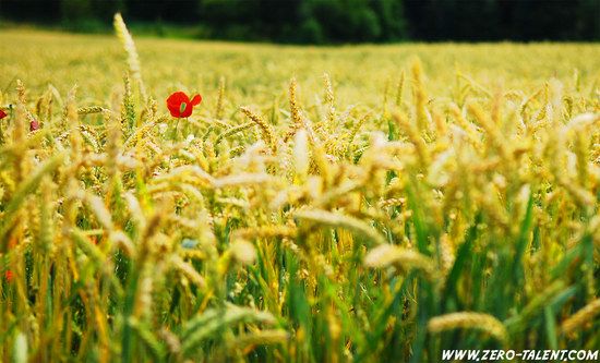 Mohnblume