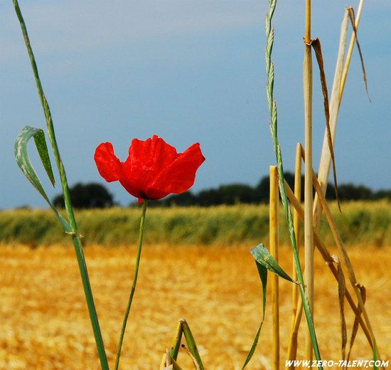Mohnblume 2