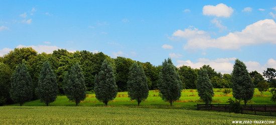 Feld